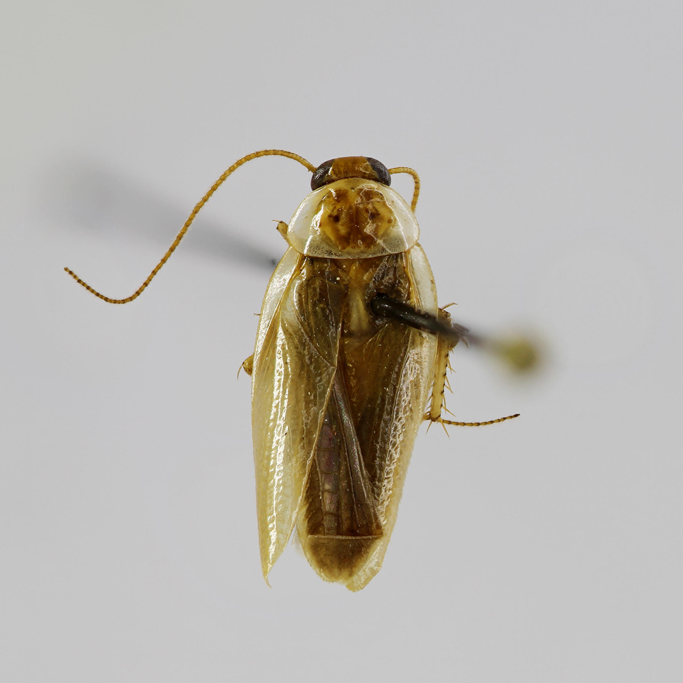 Chorisoneura carpenteri Roth, 1992 de la Colección de Invertebrados (ICCDRS 46800). Foto: ICCDRS Collection.